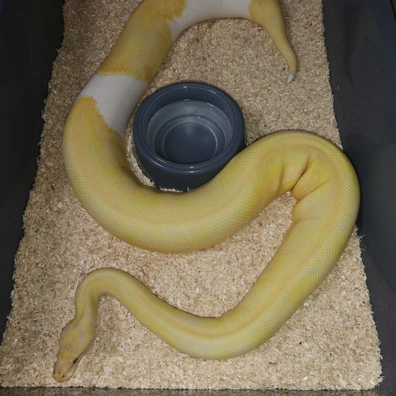 2020 Female Dreamsicle. Current Weight 2768 Grams. Feeds On Defrost Rats. Ball Python - female for sale from 💥TaylorMadeMorphs💥