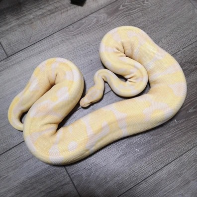 Starburst (Leopard, Enchi, Lavender) Currently 1932 Grams Ball Python - female for sale from 💥TaylorMadeMorphs💥