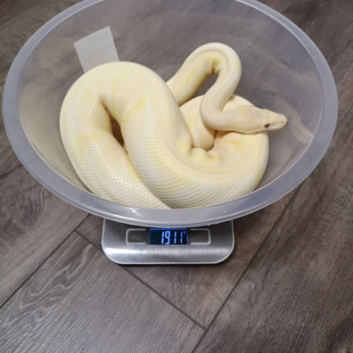 Fire, Lavender, 100% Het Pied Currently 1911 Grams Ball Python - female for sale from 💥TaylorMadeMorphs💥