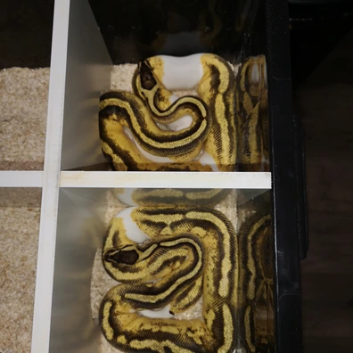 2024 Female Hiod, Pastel, Enchi, Yellowbelly, Piebald, 100% Het Lavender X2 Ball Python - female for sale from 💥TaylorMadeMorphs💥