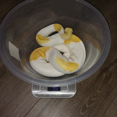 2023 Male, Hiod, Pastel, Yellowbelly, Piebald, Lavender Albino Ball Python - male for sale from 💥TaylorMadeMorphs💥