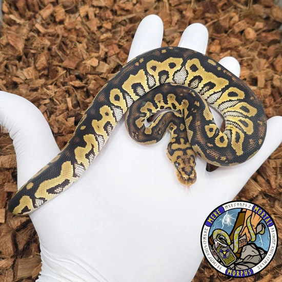 Blackhead Spotnose Pos Redstripe Clown Ball Python by Mere Mortal Morphs