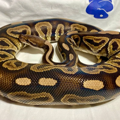 Black Pastel Fire Ball Python - female for sale from Kimball's royal pythons belgium