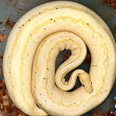 Pastel Banana Pinstripe Het Pied Ball Python - female for sale from Kimball's royal pythons belgium