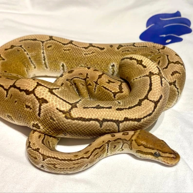 Special Pinstripe Het Ultramel Ball Python - male for sale from Kimball's royal pythons belgium
