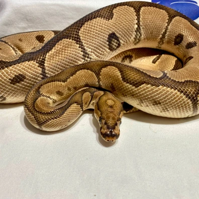 Clown Het Ultramel + Pastel Het Clown Het Ultramel Ball Python - male for sale from Kimball's royal pythons belgium