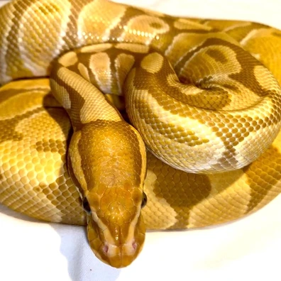 Enchi Ultramel Ball Python - female for sale from Kimball's royal pythons belgium