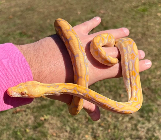 Purple Tiger Poss Citron Reticulated Python by Solid Snakes