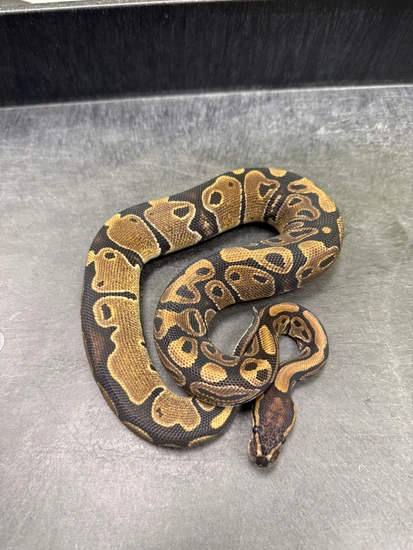 Het Sunset Ball Python by Delray Exotics