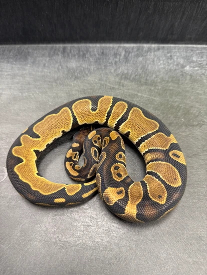 Dinker Het Sunset Ball Python by Delray Exotics