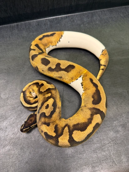 700g Pied Het Sunset Ball Python by Delray Exotics