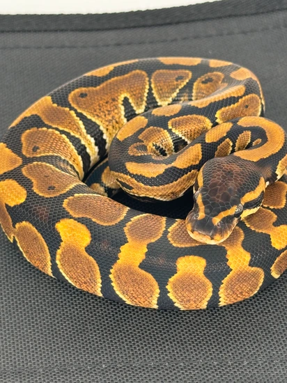 Nr.Mandarin 100% Het Tsk Axanthic Pos Het Hypo Ball Python by Denmark’s ...