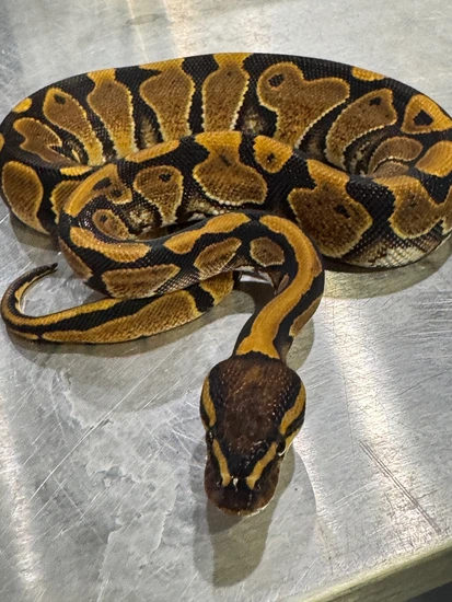 Nr.Mandarin Pos Het Hypo Ball Python by Denmark’s Den llc