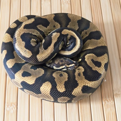 Confusion Yellow Belly Het Desert Ghost Ball Python - male for sale from DH BallPythons