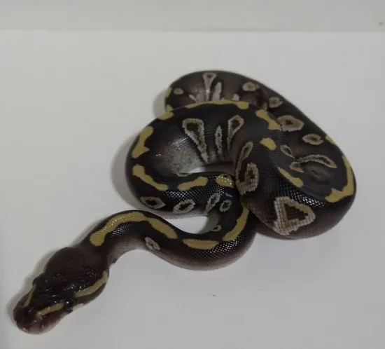 Raven Mojave Ball Python by Bizzy Balls