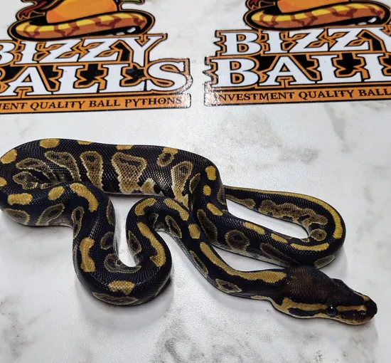 Raven Het Albino// 66% Het Clown Ball Python by Bizzy Balls