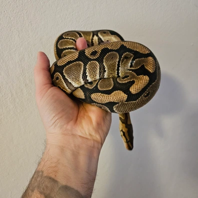 Th Ghost Desert Ghost Clown Ball Python - female for sale from MMJReptiles