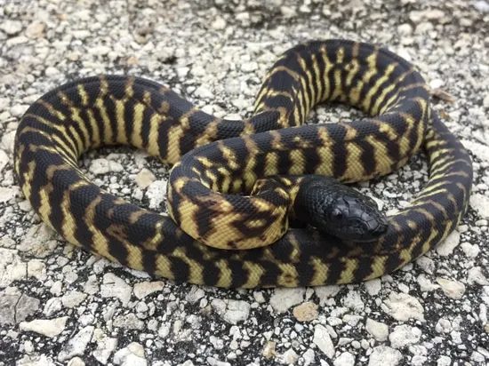 Black Headed Python (Tiger Sibling) Black-Headed Python by Derek Roddys ...