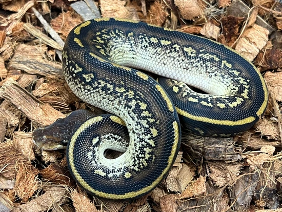Bongo Stranger Hurricane DH Clown DG Ball Python by Design Reptiles