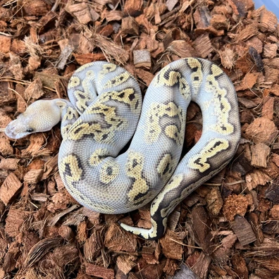 GHI Bongo Mojave Clown 100% Het DG Poss Spark Ball Python - male for sale from Design Reptiles