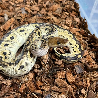 Bongo Clown Het DG Ball Python - female for sale from Design Reptiles