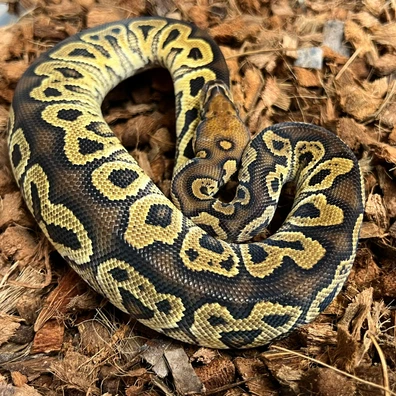 Hurricane Clown Ball Python - male for sale from Design Reptiles
