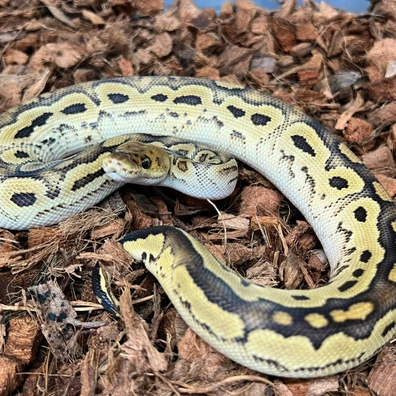 Bongo Clown Ball Python - male for sale from Design Reptiles