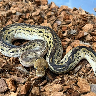Bongo Clown Poss Choco Ball Python - female for sale from Design Reptiles
