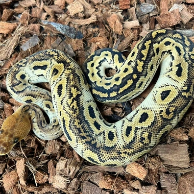 Bongo Clown Het DG Ball Python - male for sale from Design Reptiles