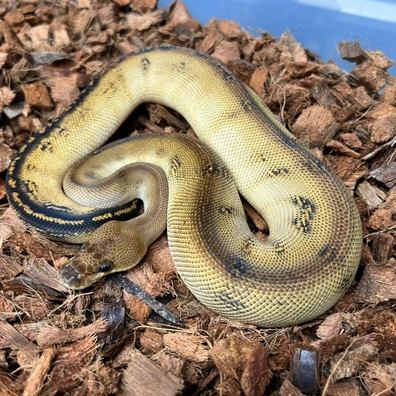 Stranger Bongo Hurricane Clown Het DG Ball Python - female for sale from Design Reptiles
