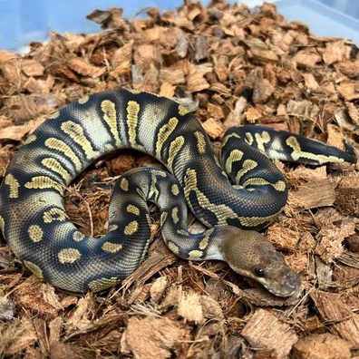Stranger Clown Ball Python - female for sale from Design Reptiles