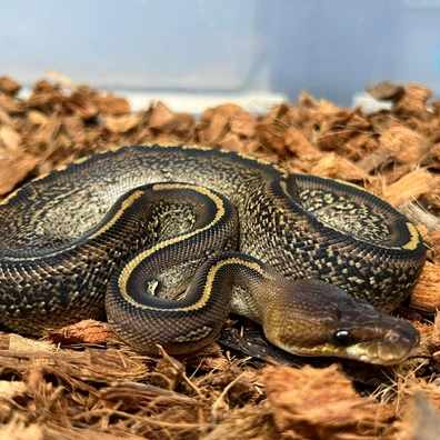 Stranger Bongo Hurricane DH Clown DG Ball Python - male for sale from Design Reptiles