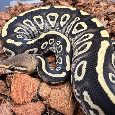Stranger Hurricane DG Het Clown Ball Python - male for sale from Design Reptiles