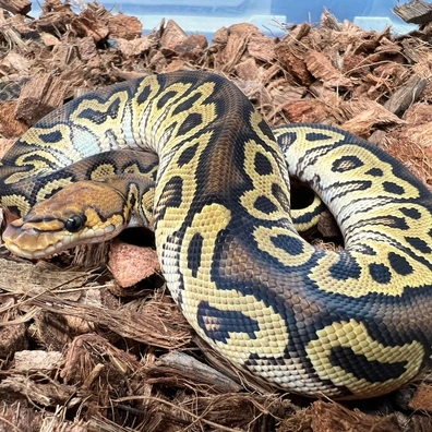 Hurricane Clown Ball Python - male for sale from Design Reptiles