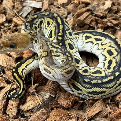 Bongo Hurricane Clown Ball Python - female for sale from Design Reptiles