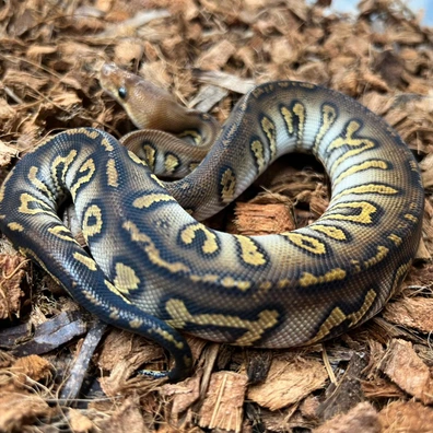 Bongo Stranger Hurricane Clown Ball Python - male for sale from Design Reptiles