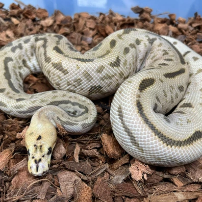 Batman Fire Cypress Poss Super Leopard Ball Python - male for sale from Design Reptiles
