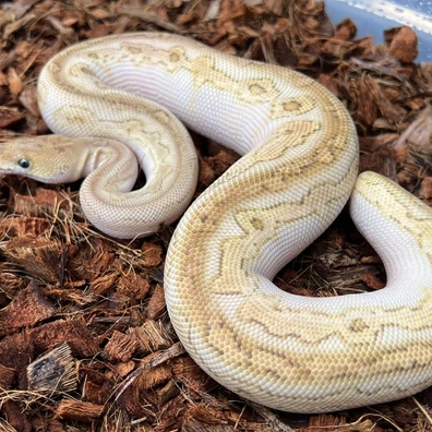 Bongo Butter Clown Het DG Ball Python - male for sale from Design Reptiles