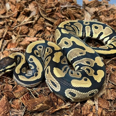 TH Piebald DG Clown Ball Python - female for sale from Design Reptiles