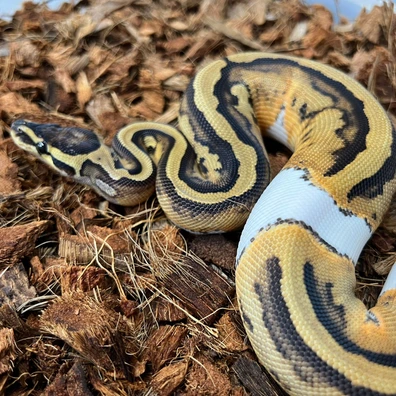 Piebald DH DG Clown Poss OD Ball Python - female for sale from Design Reptiles
