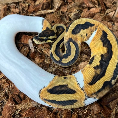 Piebald DH DG Clown Ball Python - female for sale from Design Reptiles