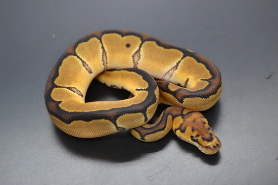 *no reserve* fire orange dream clown ball python by... Orange Dream Clown Ball Python by DD Exotics