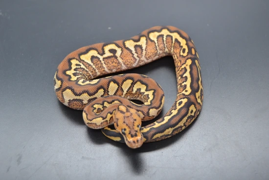 Pompeii Python Super Redstripe Pompeii Ball Python by DD Exotics
