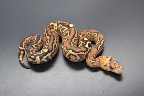 Pompeii Python Chocolate Pompeii Fire Clown Ball Python by DD Exotics