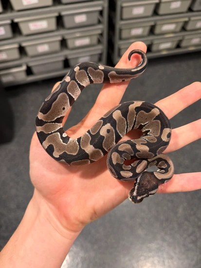 Axanthic VPI 66% DH Tristripe Hypo Ball Python by DD Exotics