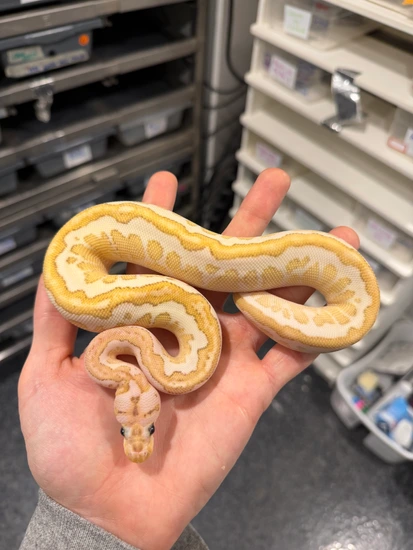 Pompeii Python Fire Lesser Pompeii Ball Python by DD Exotics