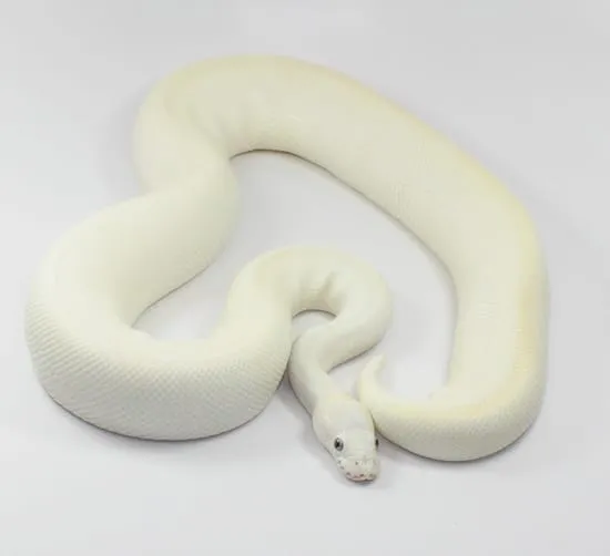 Lesser Crystal Ball Python Lesser Crystal Ball Python by Designer Ball Pythons