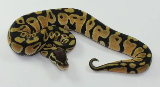 Congo Pastel Ball Python by Designer Ball Pythons