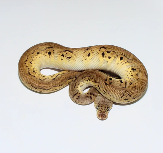 Pastel Black Head Clown Ball Python by Designer Ball Pythons