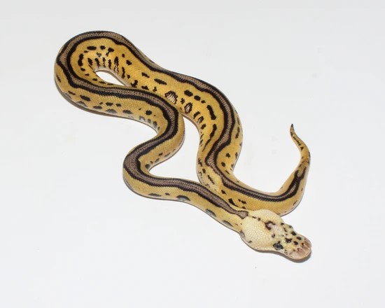 Pastel Leopard Enchi Clown Ball Python by Designer Ball Pythons